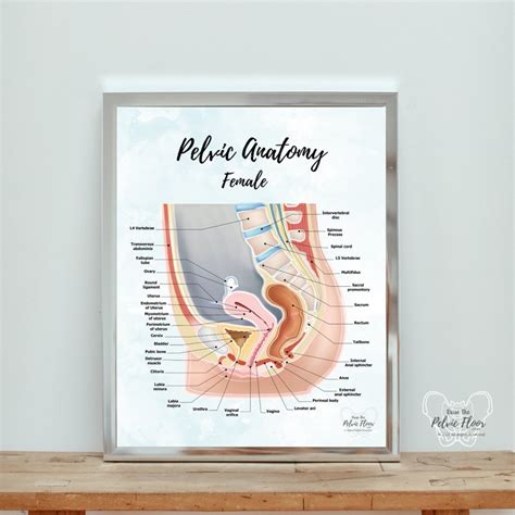 Female Pelvic Anatomy Poster Art Sagittal Side View Vagina Uterus