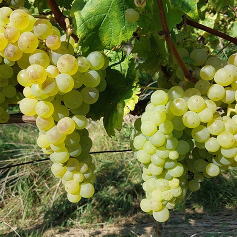 Vitis Vinifera Chasselas Fontainebleau Raisin Blanc De Table Et De