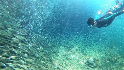 Moalboal Dive Pescador Island Sardine Run Turtle Paradise Getyourguide