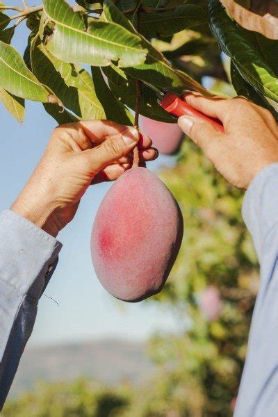 Come E Quando Scegliere I Miei Mango Consigli Per La Raccolta Dei