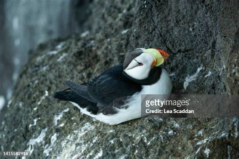 66 Puffin Island Alaska Stock Photos High Res Pictures And Images