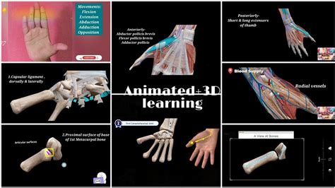 First Carpometacarpal Joint Thumb Anatomy First Carpometacarpal