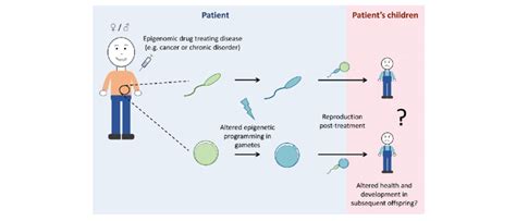 Epigenomic Drugs May Alter Epigenetic Programming In The Germline And