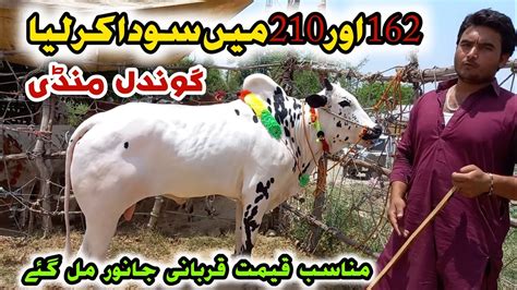 Live Soda Kam Rate Wala Mall Gondal Mandi Update June Qurbani