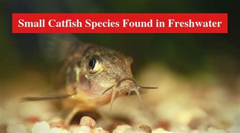 Small Catfish Species Found in Freshwater - HookedOnCatfish