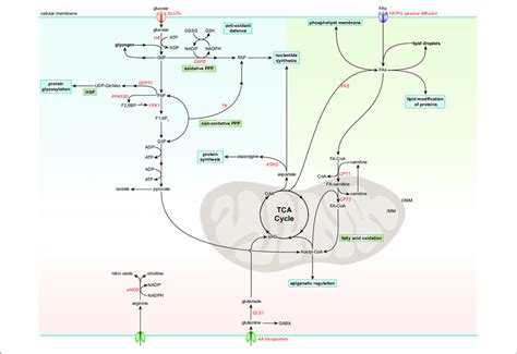 Simplified General Overview Of Glucose Fatty Acid And Amino Acid Download Scientific