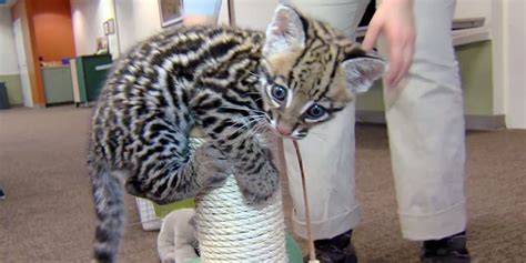 Santos, The 9-Week-Old Ocelot Kitten, Plays With His Toys Just Like A ...