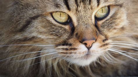 3840x2160 3840x2160 Animal Cat Close Up Cute Domestic Animal