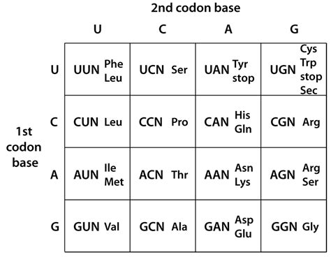 Amino Acid Codon Abbreviation Table | Cabinets Matttroy