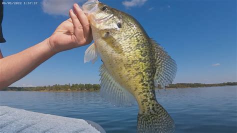 Lake O The Pines Deep Timber Crappie Fishing Youtube