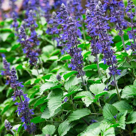 Big Blue Salvia | Annual Flower Seeds from Gurney's