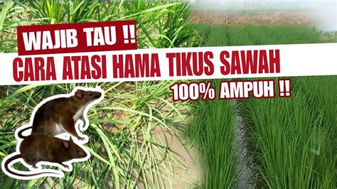 CARA ATASI HAMA TIKUS SAWAH 100 AMPUH YouTube