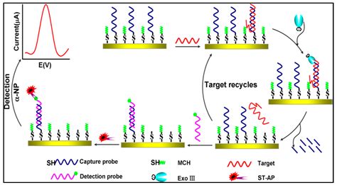 Sensors Free Full Text Review Of Electrochemical Dna Biosensors For Detecting Food Borne