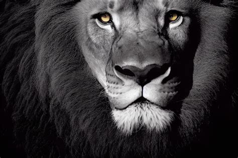 Premium Photo | Portrait of a Lion Closeup of wild lion face on black background