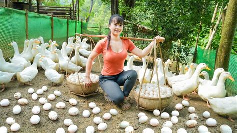 Full Video Days Harvesting Many Big Fish Ducks Eggs Coconut Fruit