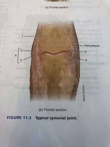 Synovial Joints Flashcards Quizlet