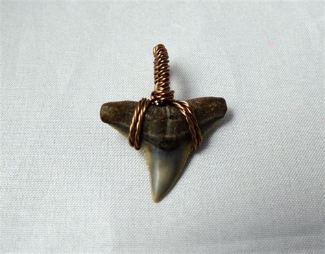 Real Fossil Shark Tooth Wire Wrapped Shark Tooth Pendant Etsy Shark