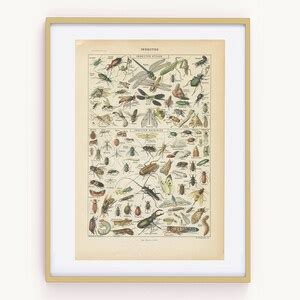 Insects Art 1922 Vintage Old Insects Print Bugs Art Biology Poster