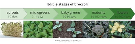 Broccoli Plant Stages