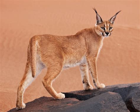 Asiatic Caracal