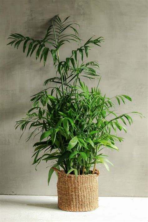 Indoor Bamboo Palm