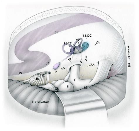 Surgical Anatomy Skull Base Surgery Atlas