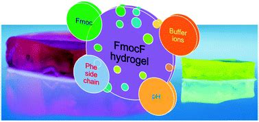 Understanding The Self Assembly Of Fmocphenylalanine To Hydrogel