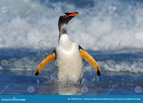 Penguin In The Blue Waves Gentoo Penguin Water Bird Jumps Out Of The