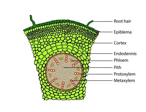 Cross Section Of Monocot Leaf Labeled