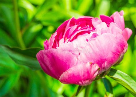 Beautiful One Pink Peony Flower In Bright Sunlight In A Summer Garden