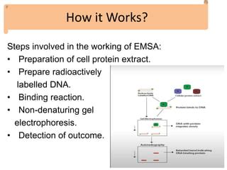 Electrophoretic Mobility Shift Assay Ppt