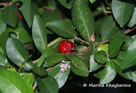 Trees of Tropical Asia - Malpighia
