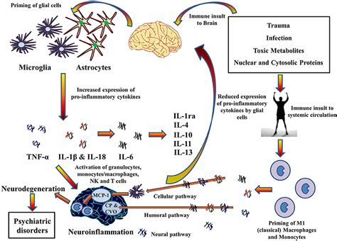 Neuroinflammation in Psychiatry – Moodclinic.ca