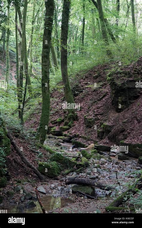 Small River In Ravine In Luxembourg Stock Photo Alamy