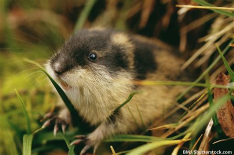 Lemming Facts Pictures Information And Video