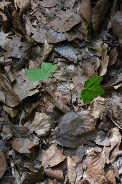 Premium Photo High Angle View Of Plant Amidst Fallen Dry Leaves