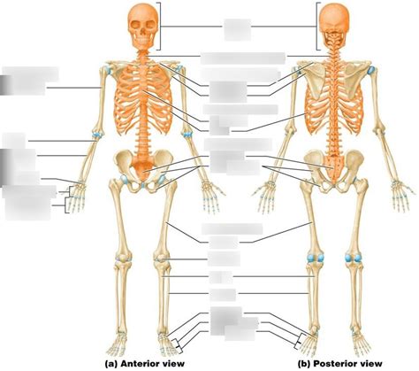 Skeletal System Diagram Quizlet