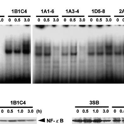 Nf B Dna Binding Activity And The Expression Of Nf B And I B