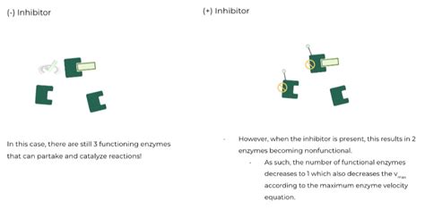 Enzyme Reversible Inhibition On The Mcat Medlife Mastery