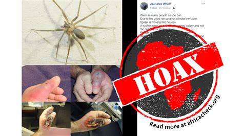 Brown Recluse Spider Bite Hoax Shop Aria