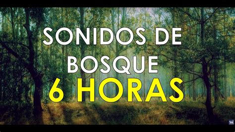 Sonidos Del Bosque Relajarse Sonidos De La Naturaleza YouTube