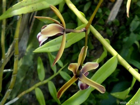 Wild Orchids In Sumatra Cymbidium Finlaysonianum Var Nias