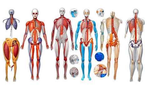 Human Anatomy Illustration Clip Art 24675030 PNG