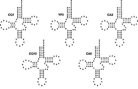 [pdf] T7 Rna Polymerase Produces 5 End Heterogeneity During In Vitro Transcription From Certain