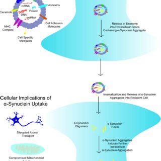 Extracellular vesicles mediate the transfer of aggregated α synuclein