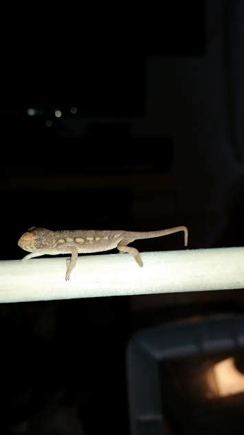 How To Sex Baby Panthers Page Chameleon Forums