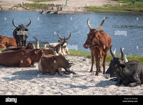 Barotse Cattle Zambia Africa Stock Photo Alamy