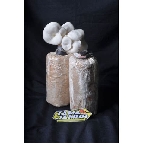 Jual Baglog Jamur Tiram Putih Shopee Indonesia