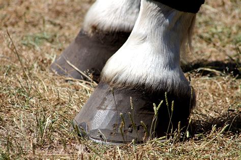 Horse Hoof Running