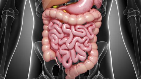 White Mucus in Stool: Causes, Concerns, and When to Seek Help